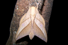 FIGURE 1a FIGURE 1a